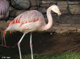 flamingo.psd.jpg (63510 bytes)