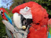 parrot.jpg (70112 bytes)