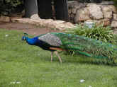 peacock.jpg (114205 bytes)