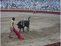 Day 4 Bullfight